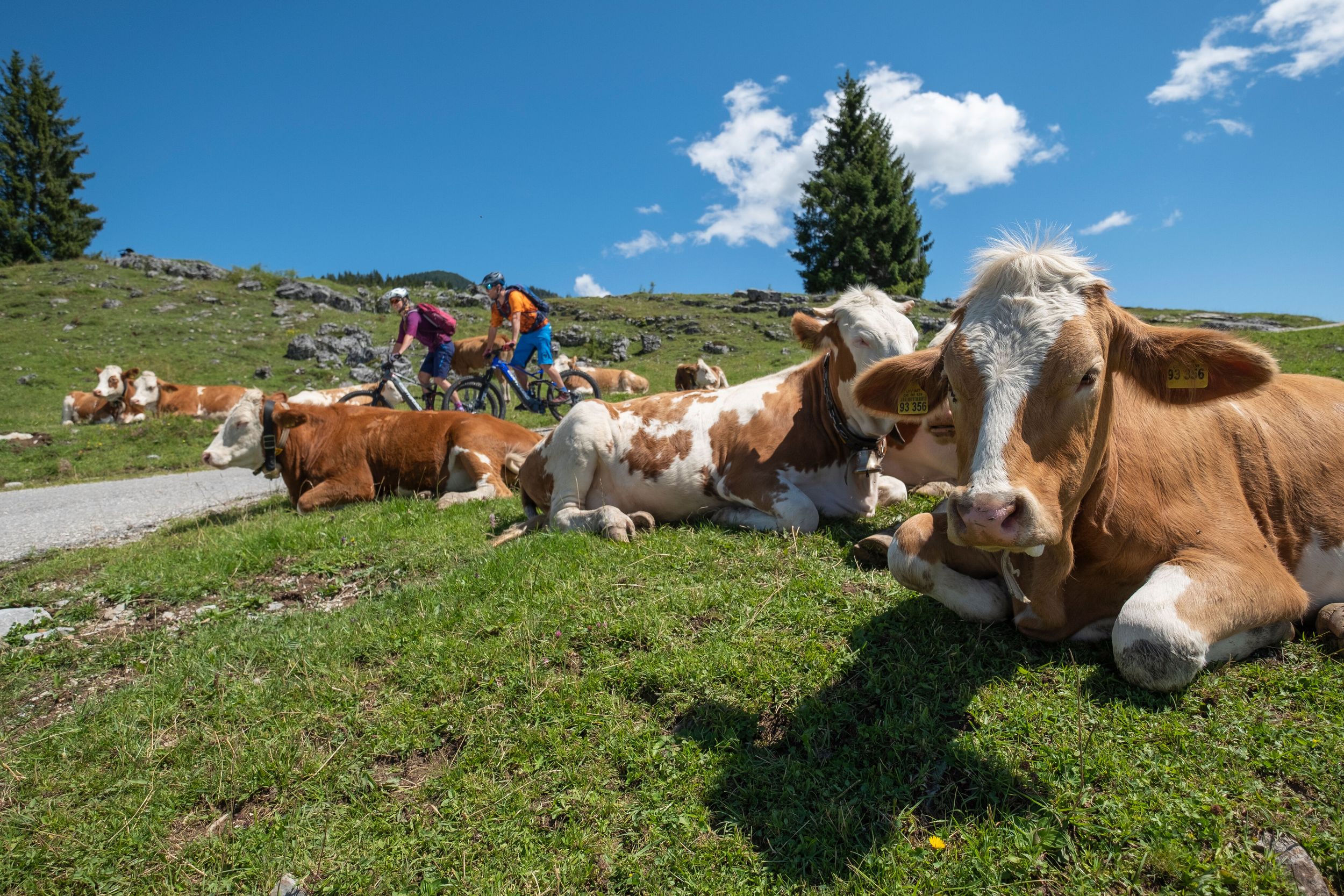 Mountainbiker auf der Winklmoosalm