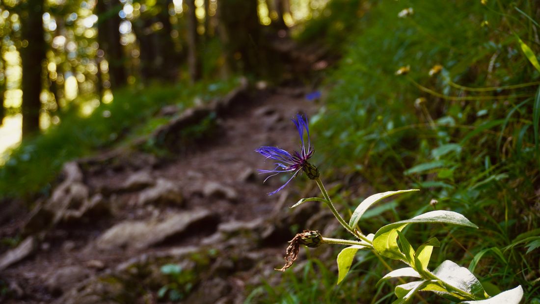Chiemsseeblick-Trail