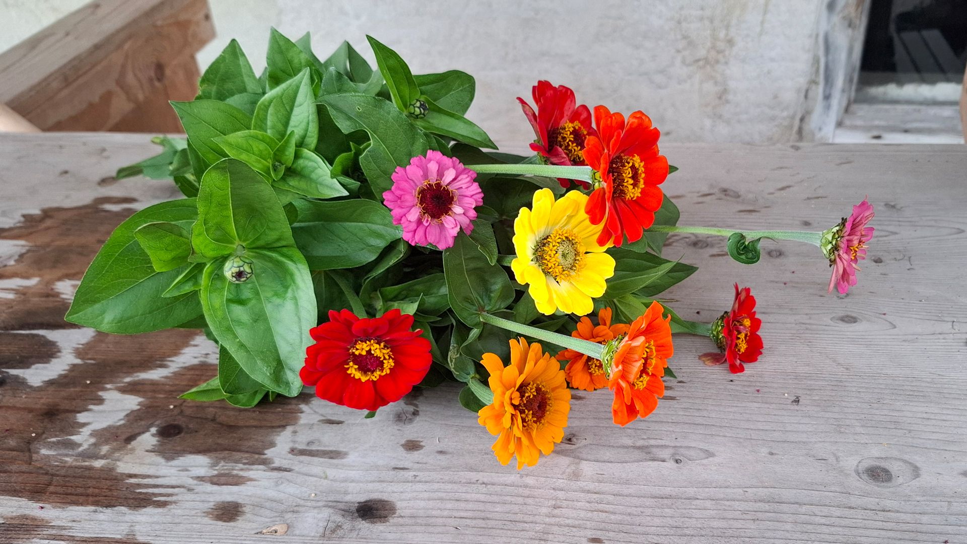 Erlebnisführung im Bio-Schnittblumenfeld