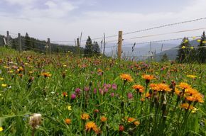 Bergwelt Schleching