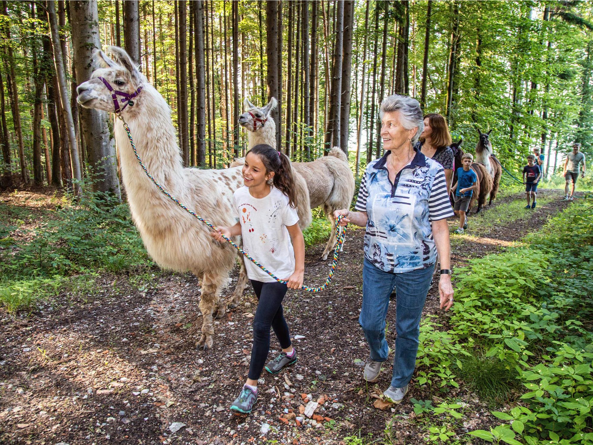 Bayerisches Lama-Trekking