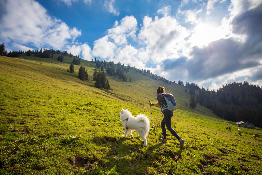 So ist richtig: Hund an der Leine im Weidegebiet
