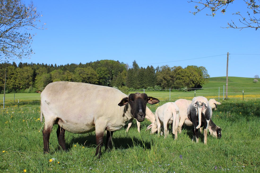 Unsere Schafe