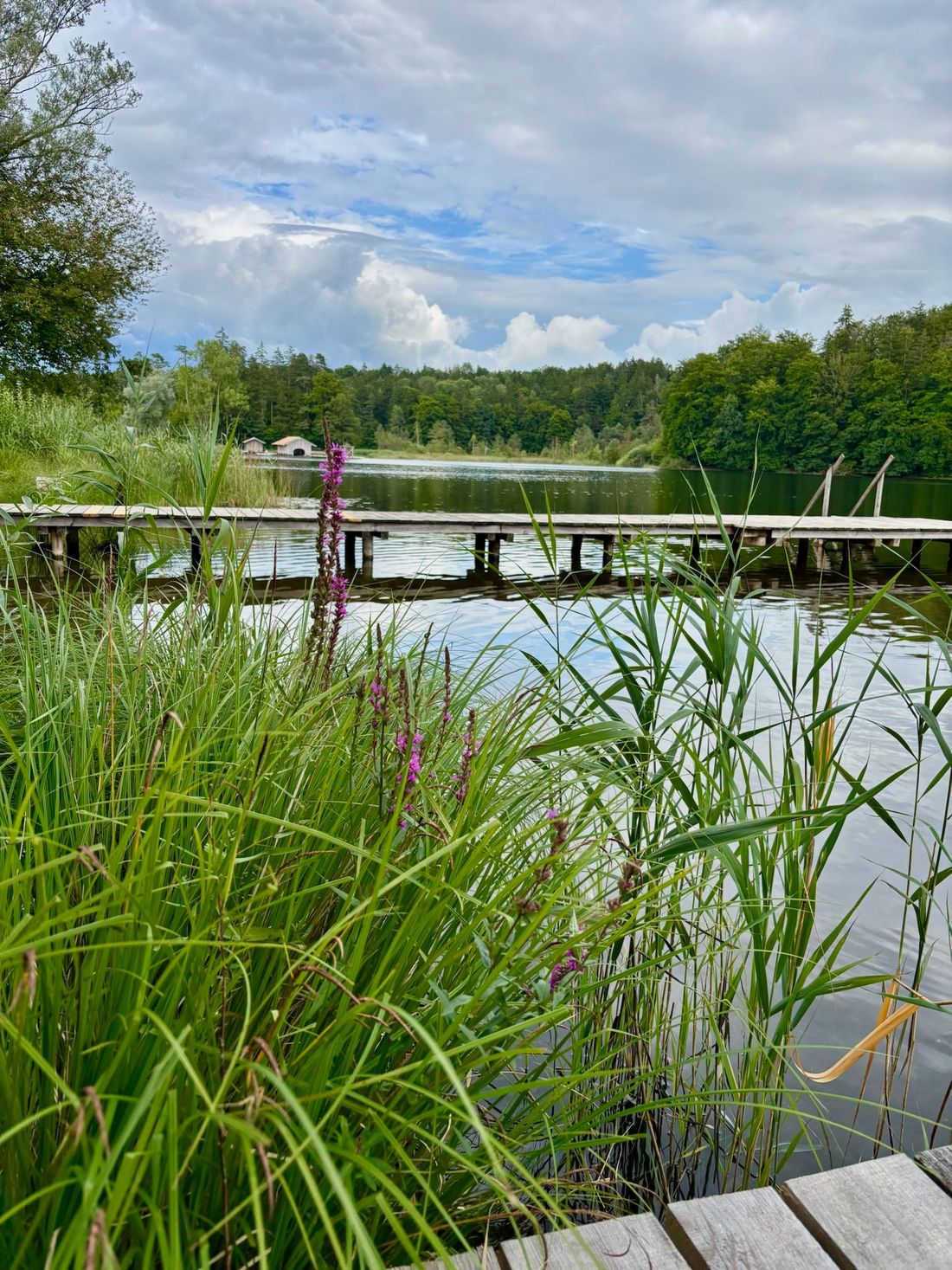 Griessee