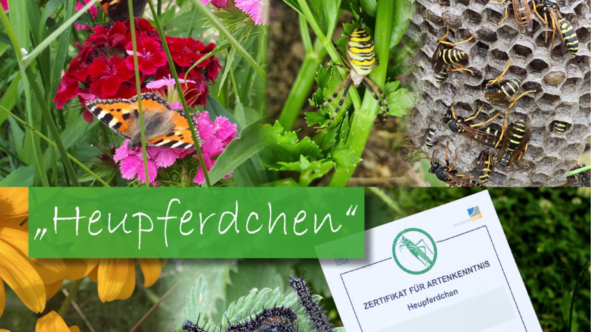 Heupferdchen