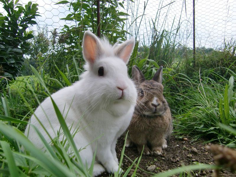 Hasen