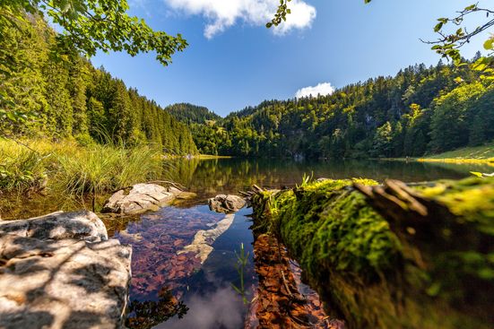 Taubensee