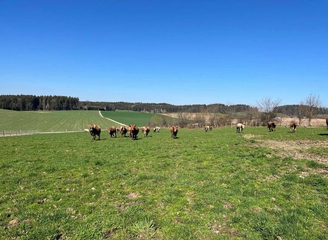 Unsere Rinderweide