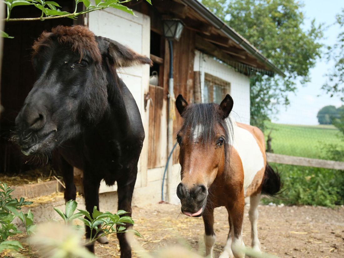 Ponys