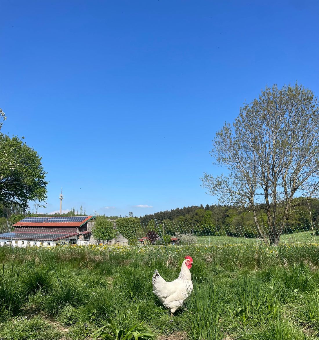Unsere glücklichen Hühner