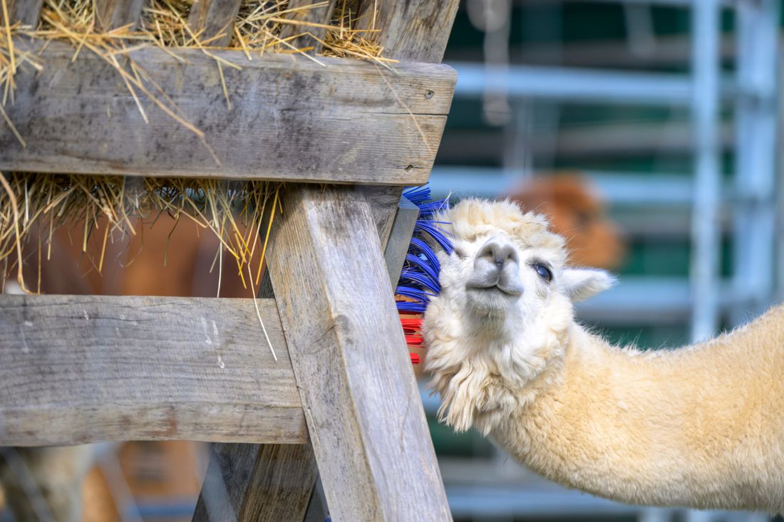Alpaka