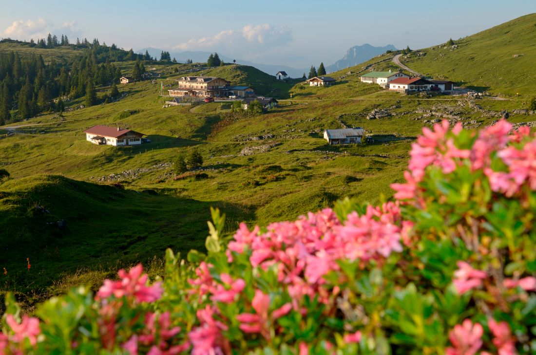 Straubinger Haus Eggenalm Almrausch