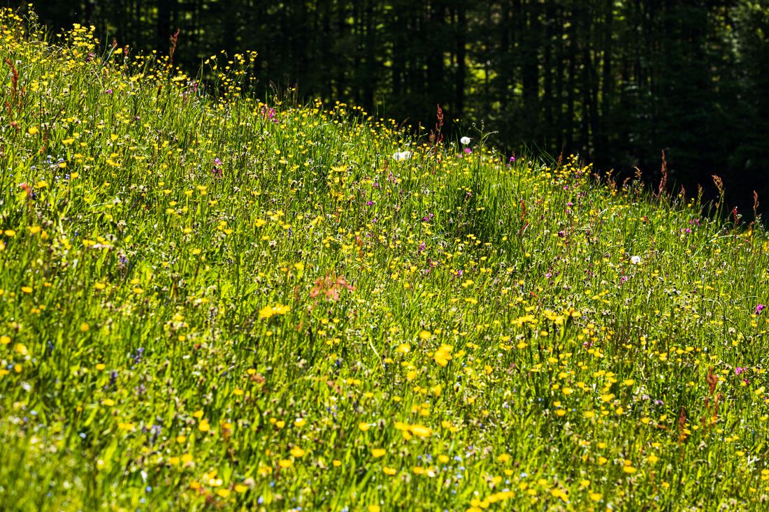 Blumenwiese