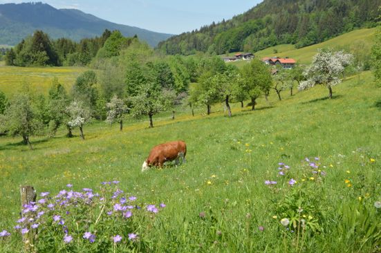 Artenreiche Wiese