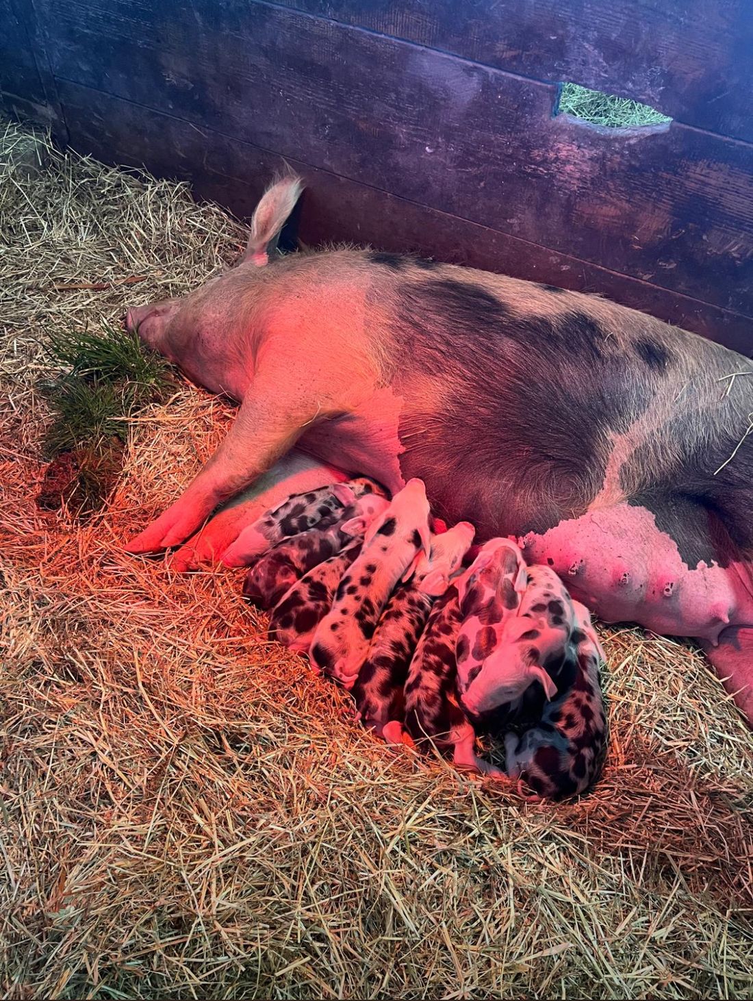 Nachwuchs im Schweinestall