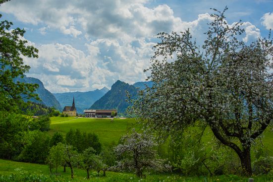Bäume und Panorama
