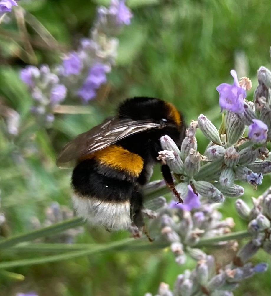 Hummel