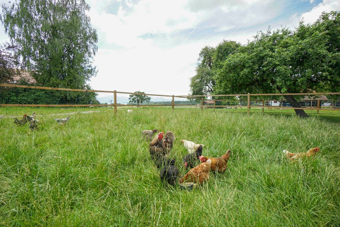 Tiere auf dem Hof