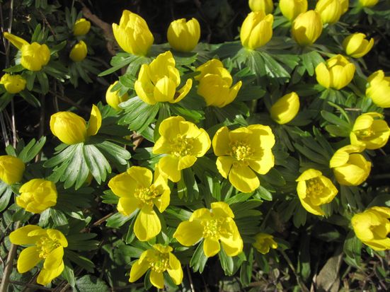 Winterlinge 2022 Querformat