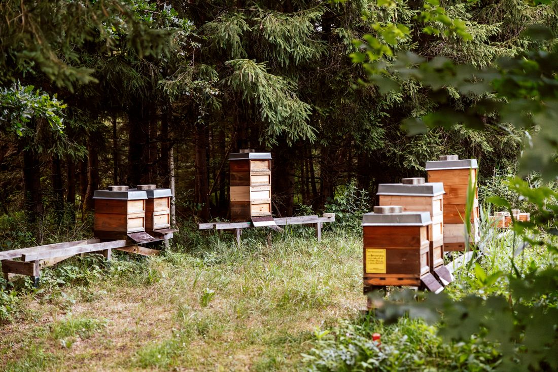 Bienenstoecke_Golfclub_Maxlrain