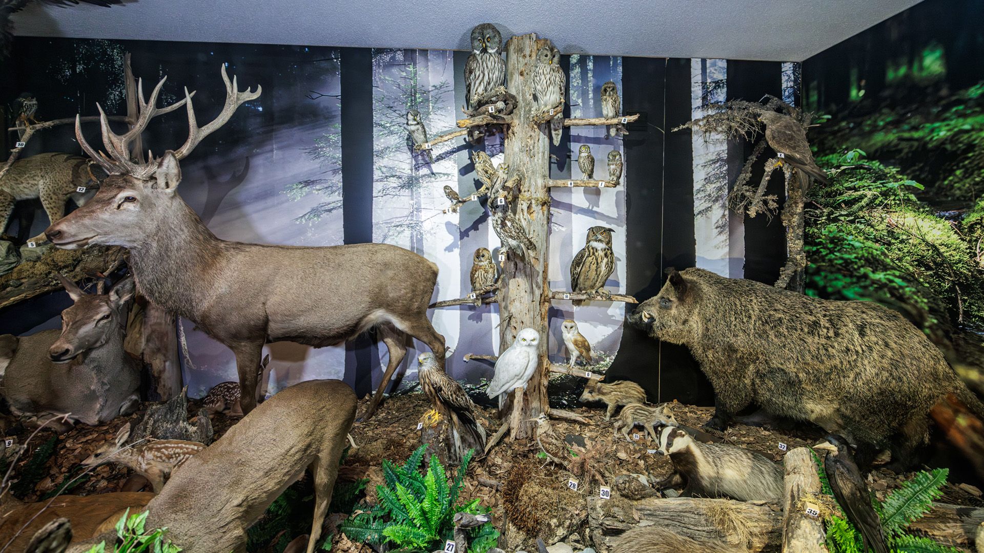 Vogel- und Tiermuseum Waging am See