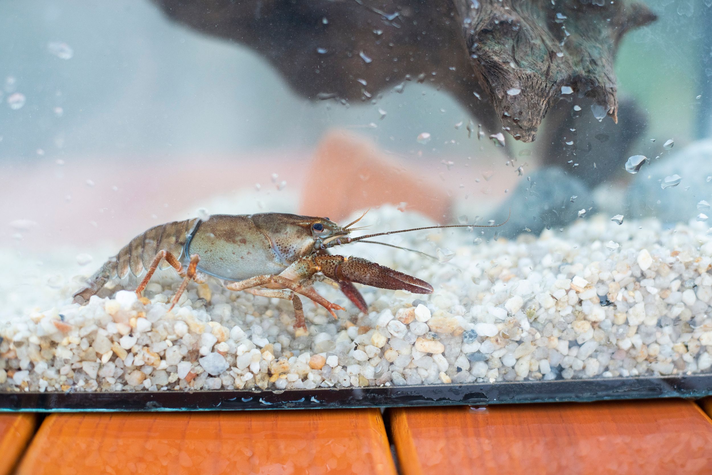 24.7. Fachberatung Krebse