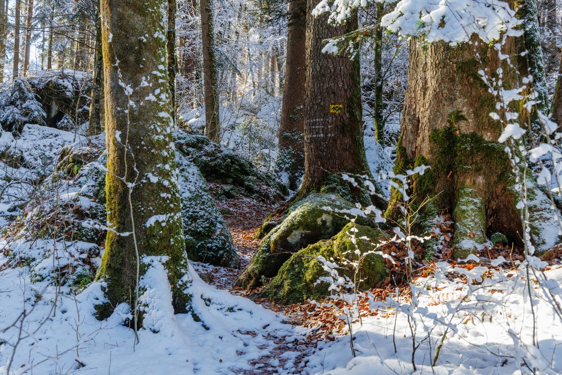 Idyllische Pfade durch den Winterwald