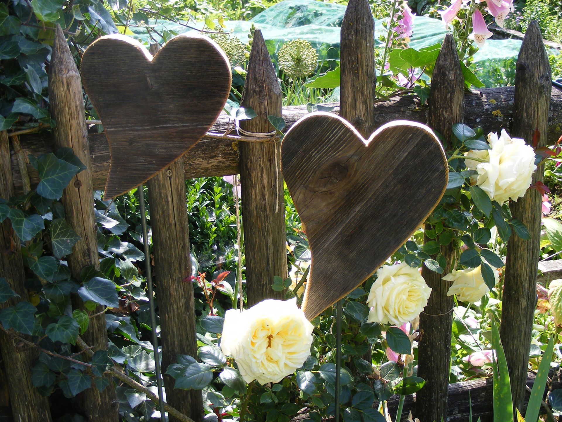 Romantische Rosen-Lichternacht