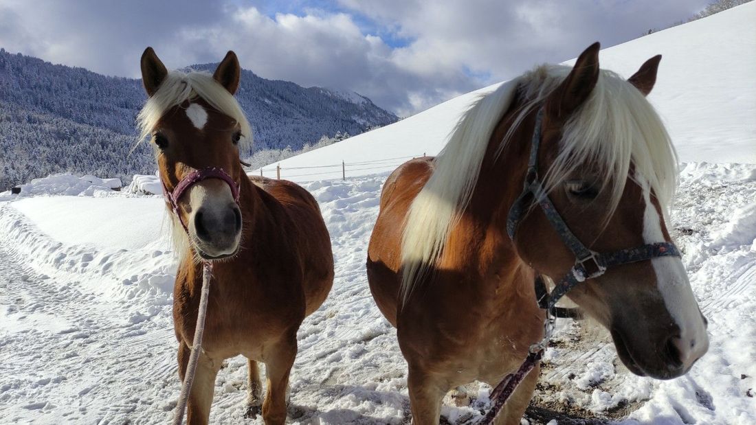 Cora und Conny im Schnee