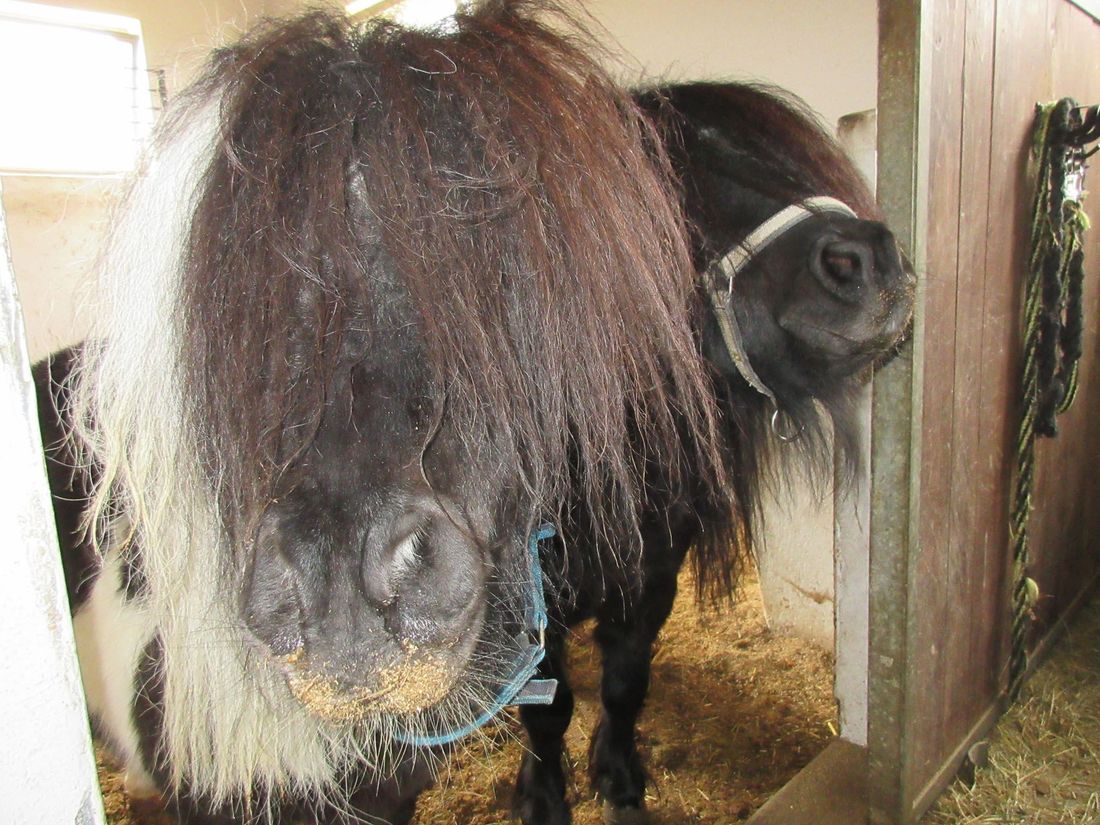 Ponys