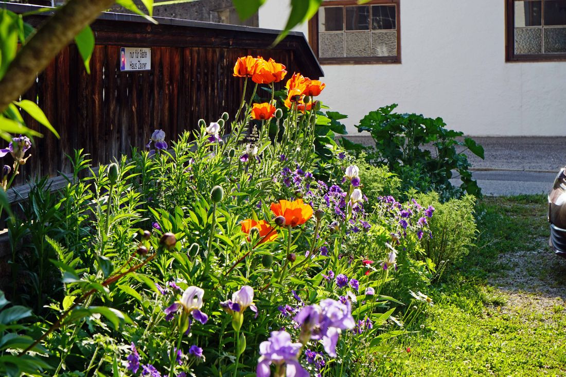 Mohnblüte am Parkplatz Haus Zauner