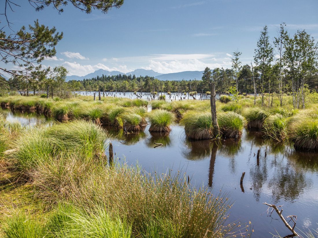 Petting_Schönramer Filz