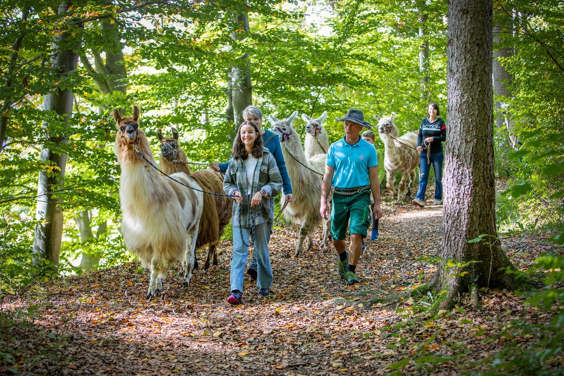 Genusswanderung mit Lamas
