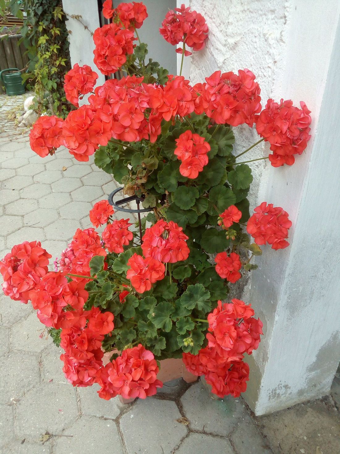 Blumenschmuck am Haus