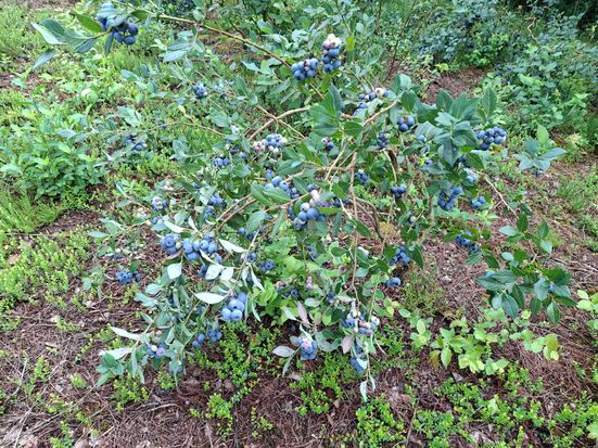 Heidelbeeren