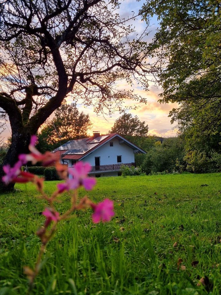 Haus