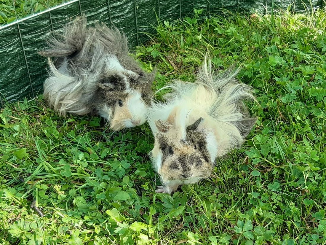 Meerschweinchen