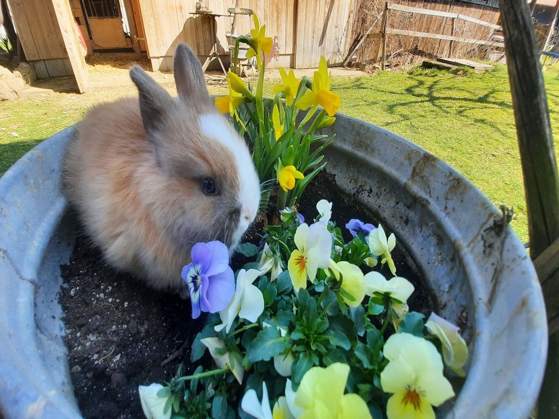 Hase