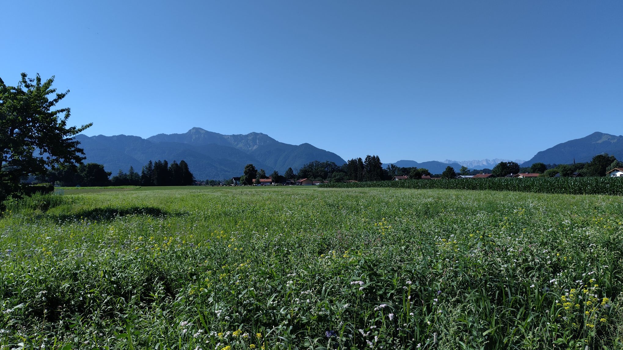 Feldwies mountain view