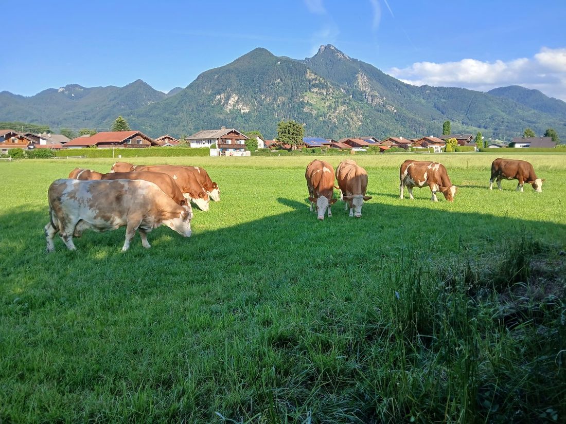 Kühe in Grassau