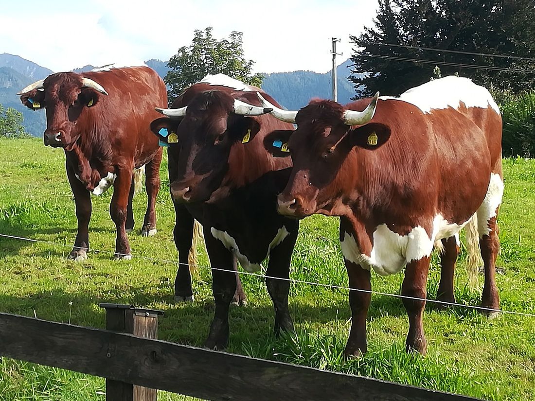 Die Kühe