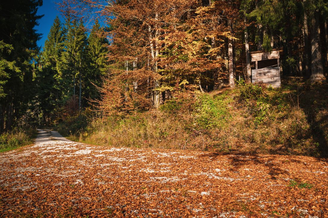 Bergwald mit Hochsitz