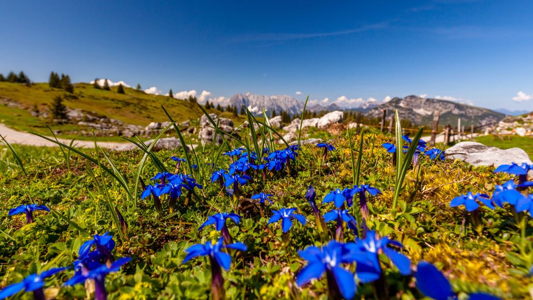 Enzian auf der Eggenalm