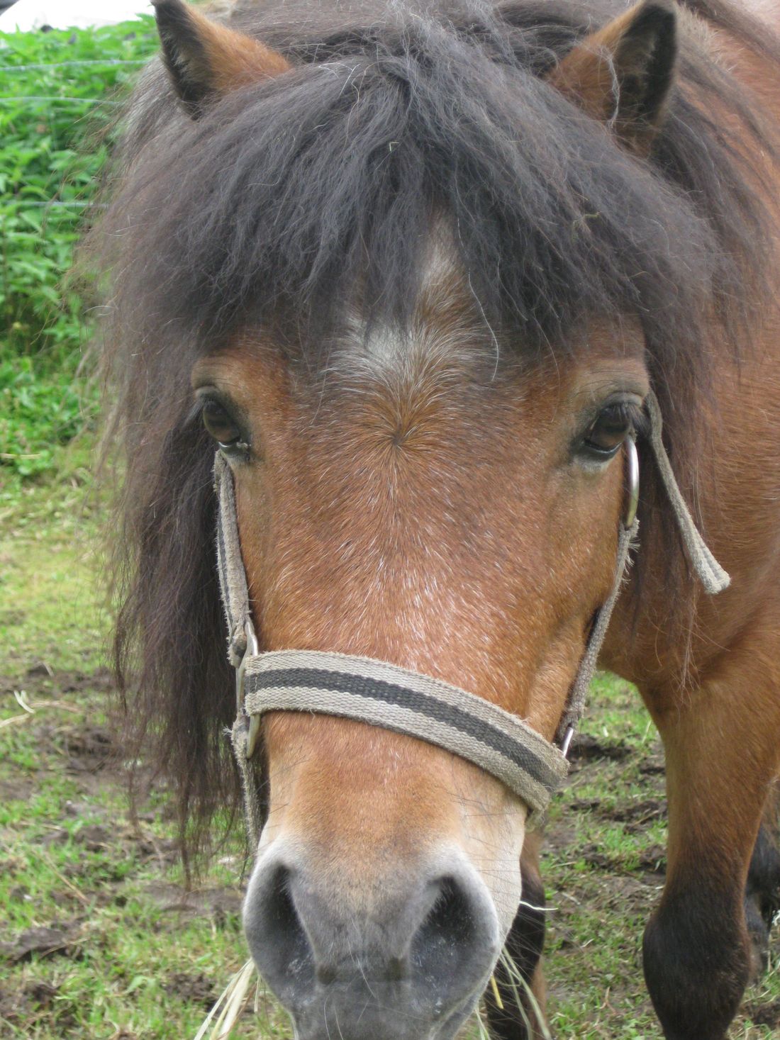 Pony