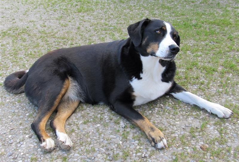 Hund