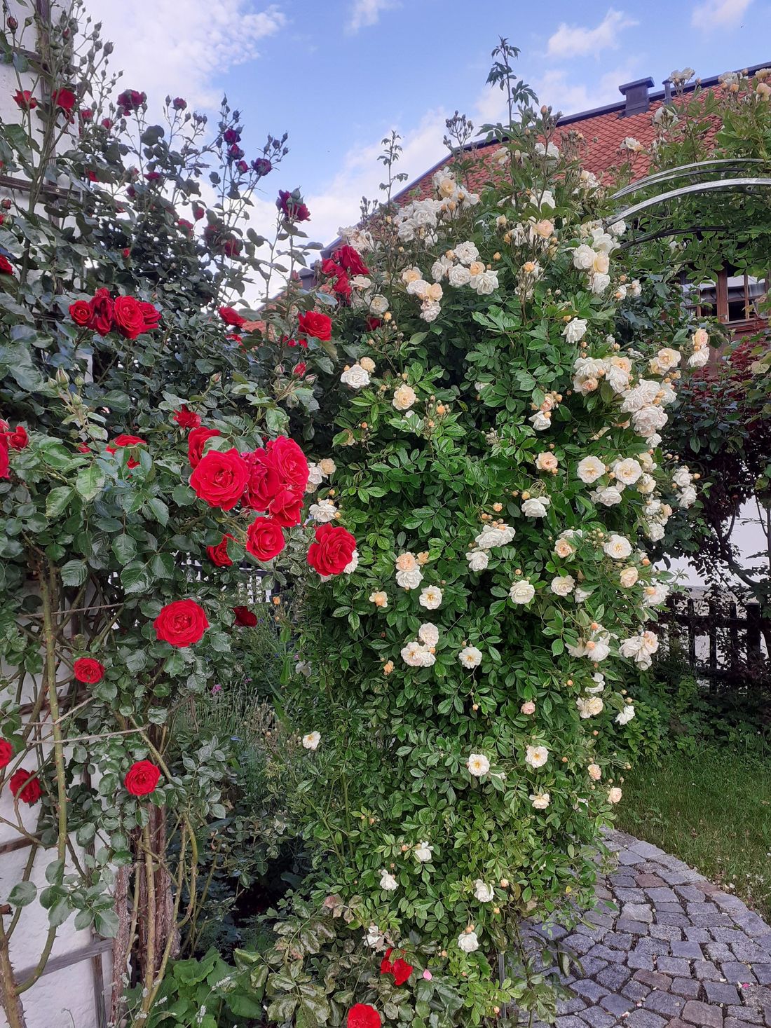 Rote Rosen am Gästehaus Petersen
