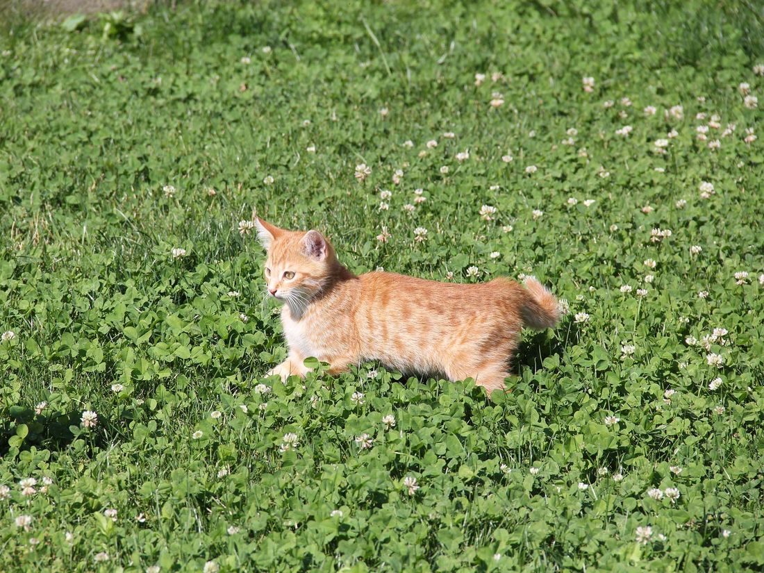 Katze