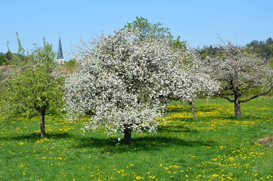 Streuobstwiese im Frühling