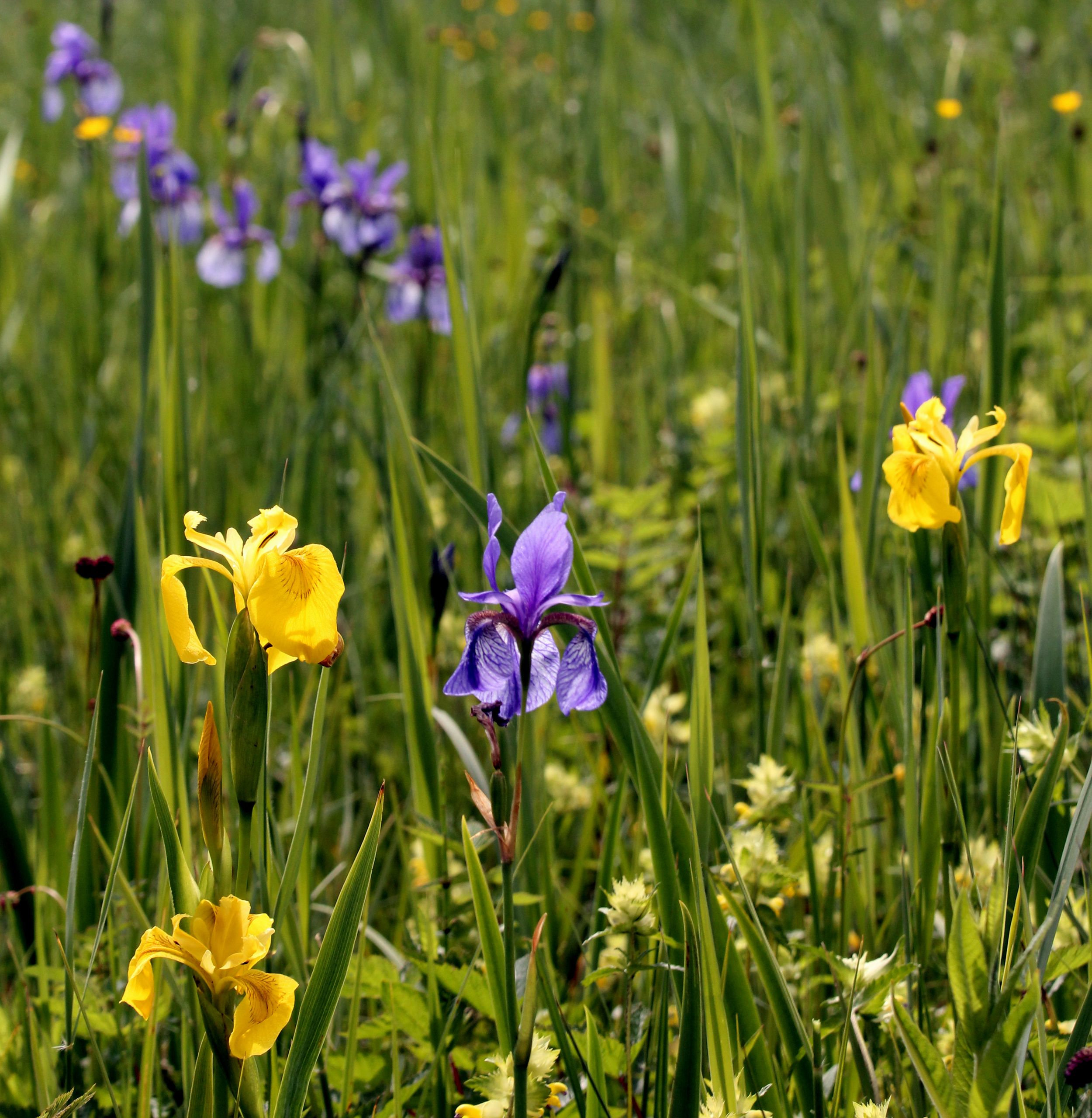 Grabenstätter Moos Irisblüte © Sepp Niederbuchner