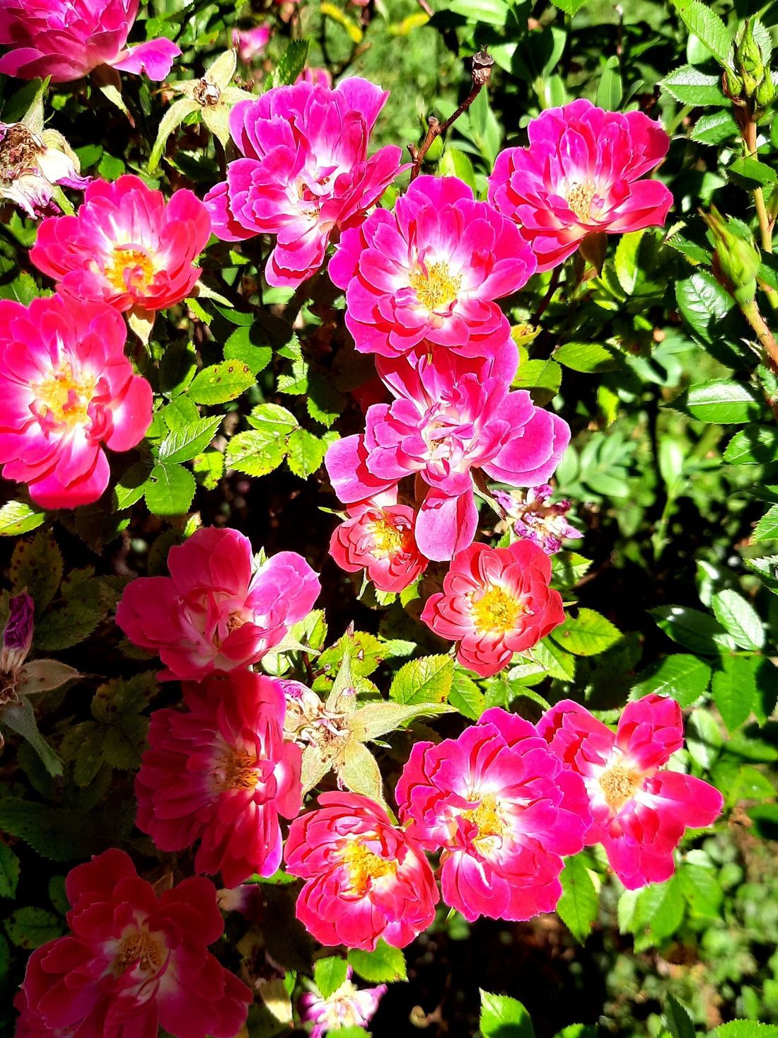 Blumen im Garten